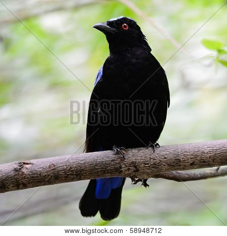 Asian Fairy Bluebird