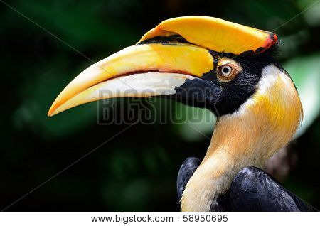 Great Hornbill