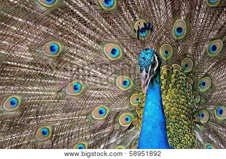 Green Peafowl