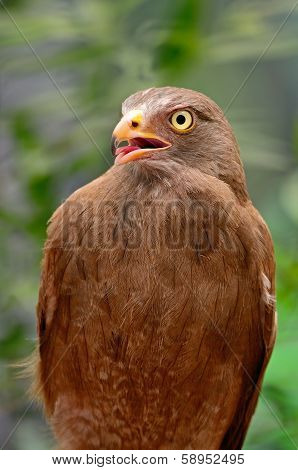 Rufous-winged Buzzard