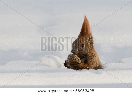 Red Squirrel Eats A Nut Snow