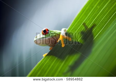 Frog shadow on the leaf 
