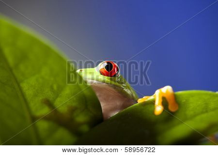 Frog shadow on the leaf 