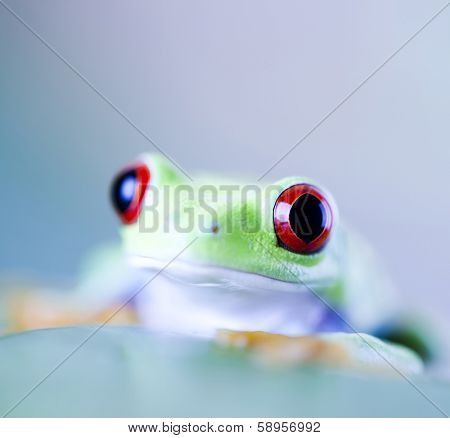 Tree frog