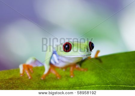 Red eye yree frog on leaf 