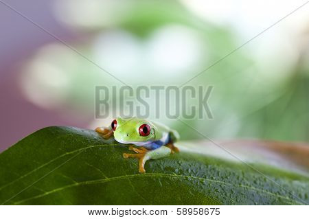 Green tree frog