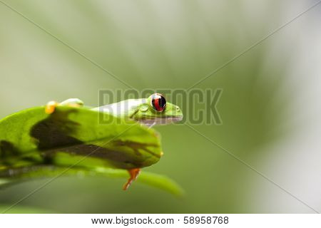 Red eye yree frog on leaf 