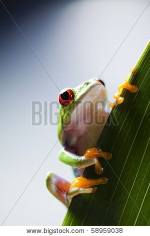 Red eyed frog green tree 