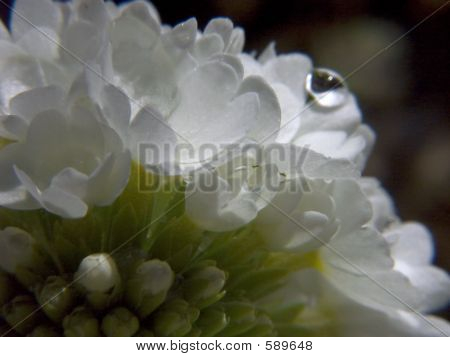 Primula bianca V