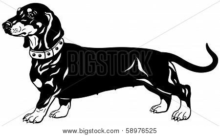 dachshund black white
