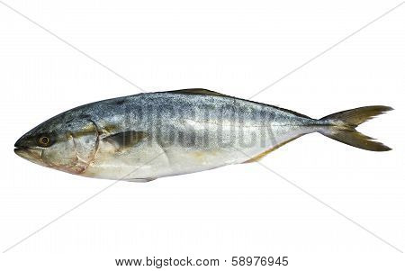 Blue Mackerel Fish Isolated