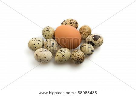 Chicken and quail eggs