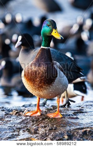 Wild Male Mallard Duck Over Coots.