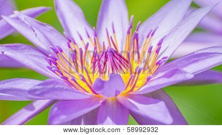 Lotus flower