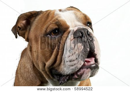 Bull Dog