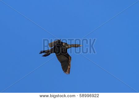 Cormorant (phalacrocorax Carbo)