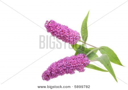 Buddleja สอง