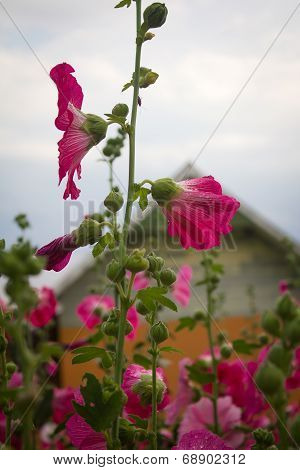 Pink Flowers And Buds With House Background