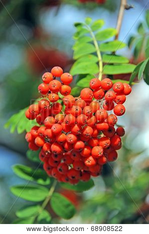 Rowan berries, Mountain ash (Sorbus)