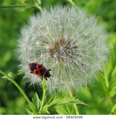 Dandelion