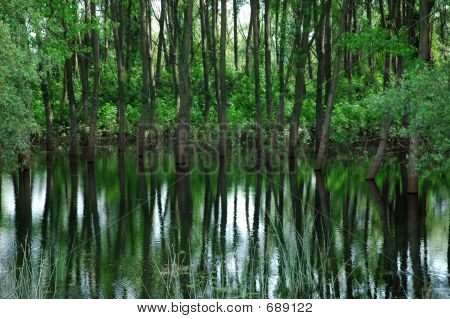 reflection