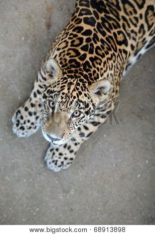 jaguar ( Panthera onca )