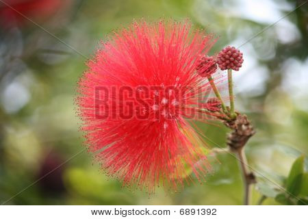 Rosso Pua Lehua