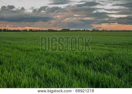 Green Wheat Field