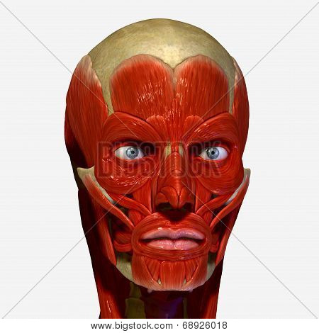 Facial muscles