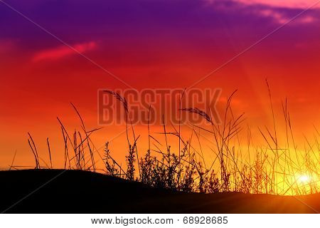 evening scene in steppe with herbs on sunset bacjground