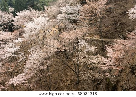 Cherry blossom scenery with beautiful sakura at Oku-Senbon of Yoshino, Nara, Japan, Asia.