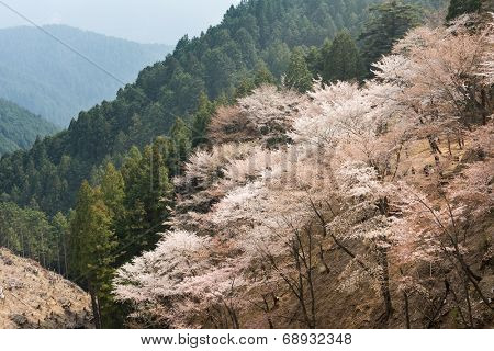 Cherry blossom scenery with beautiful sakura at Oku-Senbon of Yoshino, Nara, Japan, Asia.