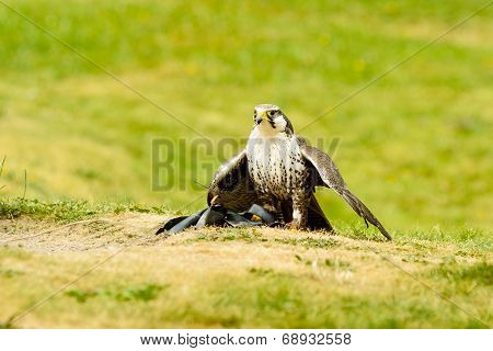 Laggar Falcon (falco Jugger)