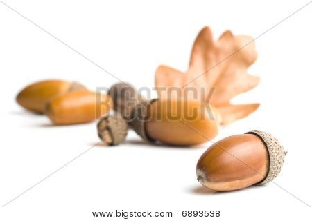 Acorns