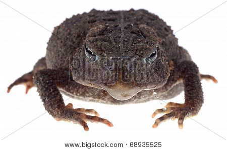 Closeup Of A Toad
