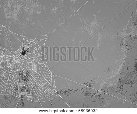 Spider Background