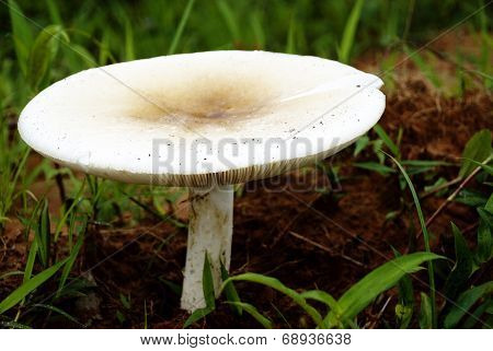 Big, Wild Mushroom growing among vegetation, Tanzania, Africa