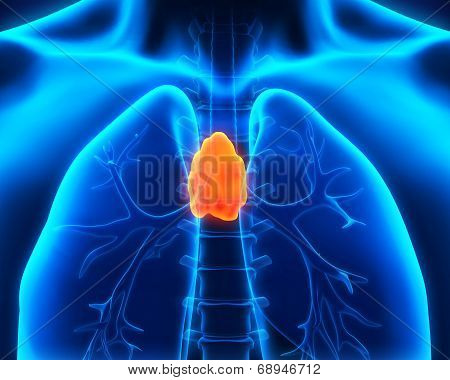 Human Thymus Anatomy