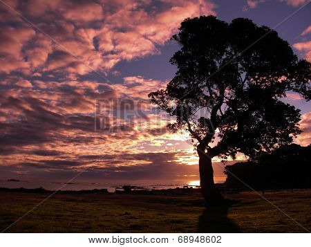 Tree at Sunset