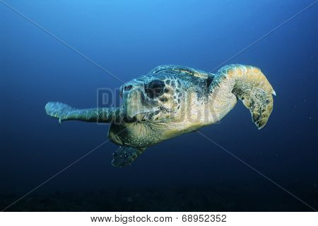 Loggerhead turtle (caretta caretta), drifting