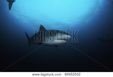 Tiger Shark (galelcerdo cuvieri), underwater view