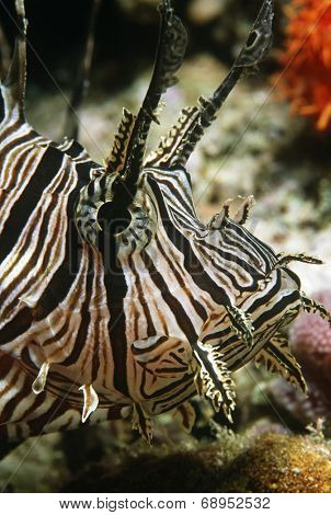 Red firefish, close-up of head