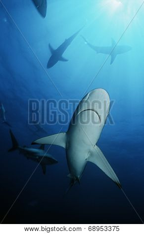 Blacktip sharks (carcharhinus limbatus), underwater view