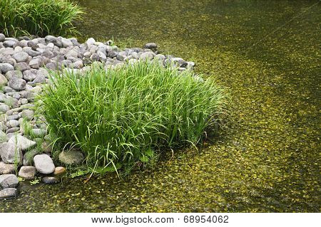 Japan, Himeji, Himeji Koko-en Gardens, stream, close-up