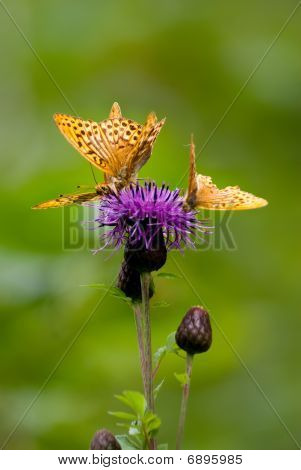 Butterfly On A Flower