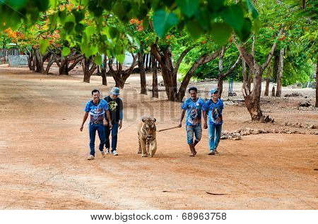 Staff With Bengal Tiger At The Tiger Temple in Kanchanaburi Thailand