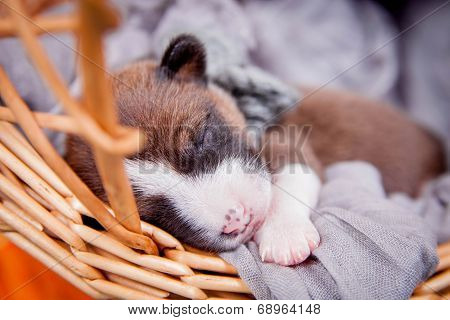 Newborn basenji puppy