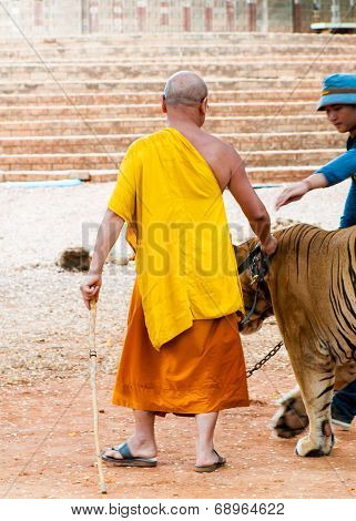 Buddist monk with Bengal specimen at the Tiger Temple, Thailand