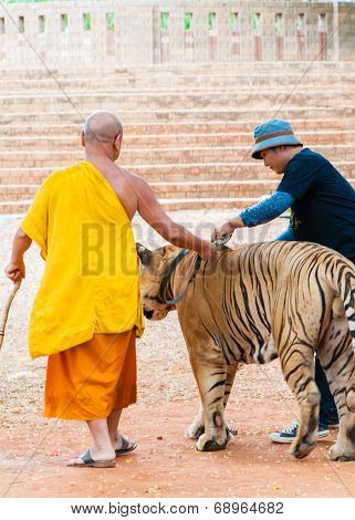 Buddist monk with Bengal specimen at the Tiger Temple, Thailand