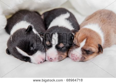 Newborn basenji puppies